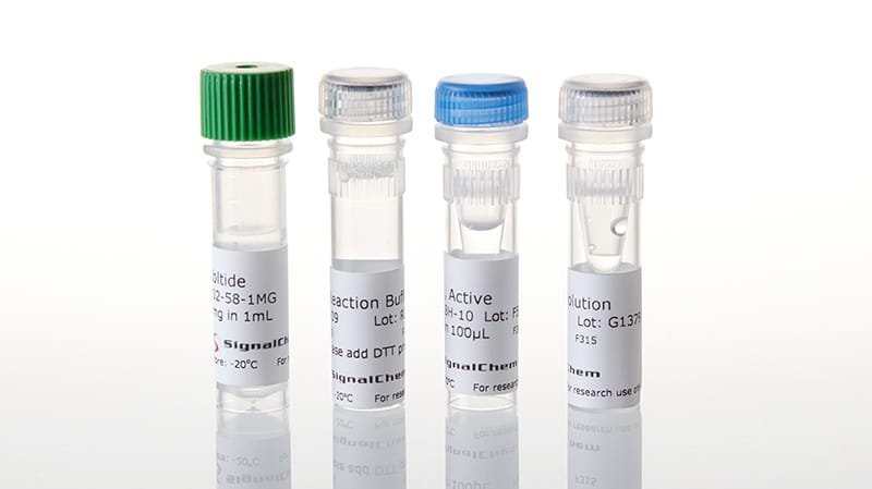 Kinase Enzyme Systems for Detecting Kinase Activity