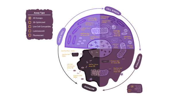 Circular interactive diagram illustrating cell health assay selection by assay type, experimental model, and readout requirements