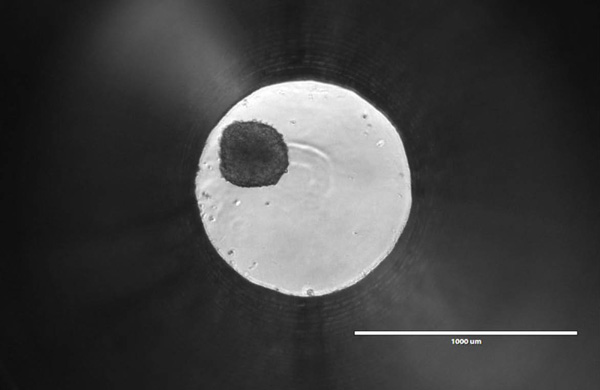 3d-cell-1