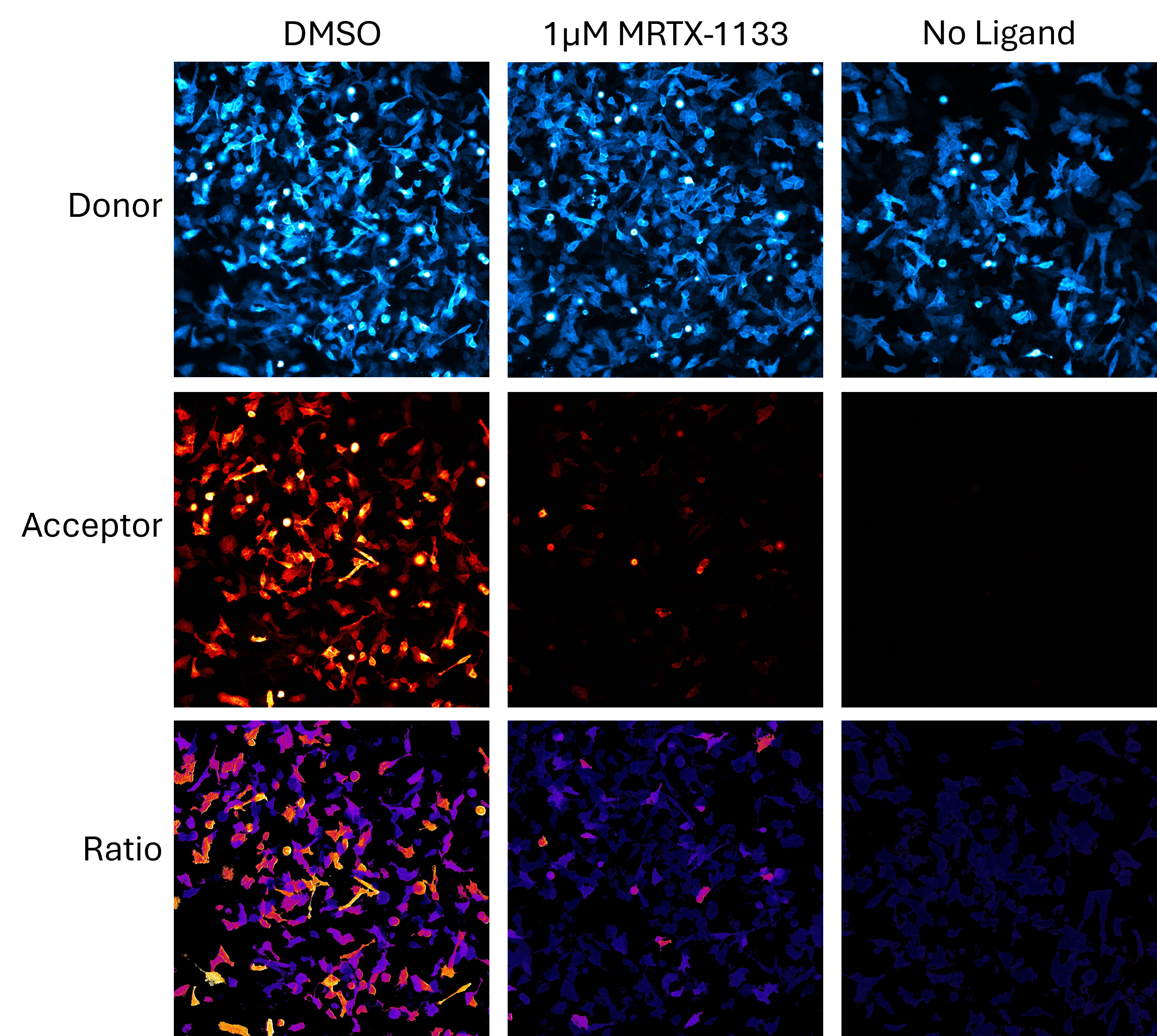 nanobret-image