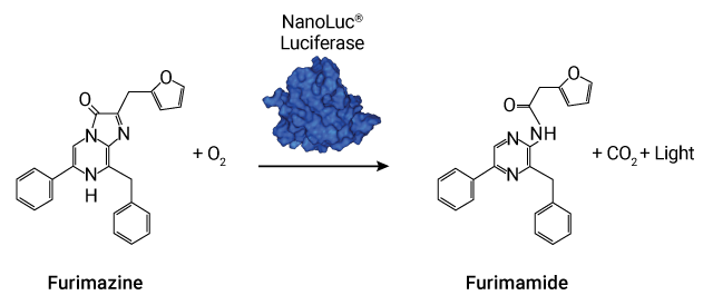 Bio-Glo-NL™ Luciferase Assay System Uses a Novel Engineered Enzyme and Substrate Derived from Deep Sea Shrimp