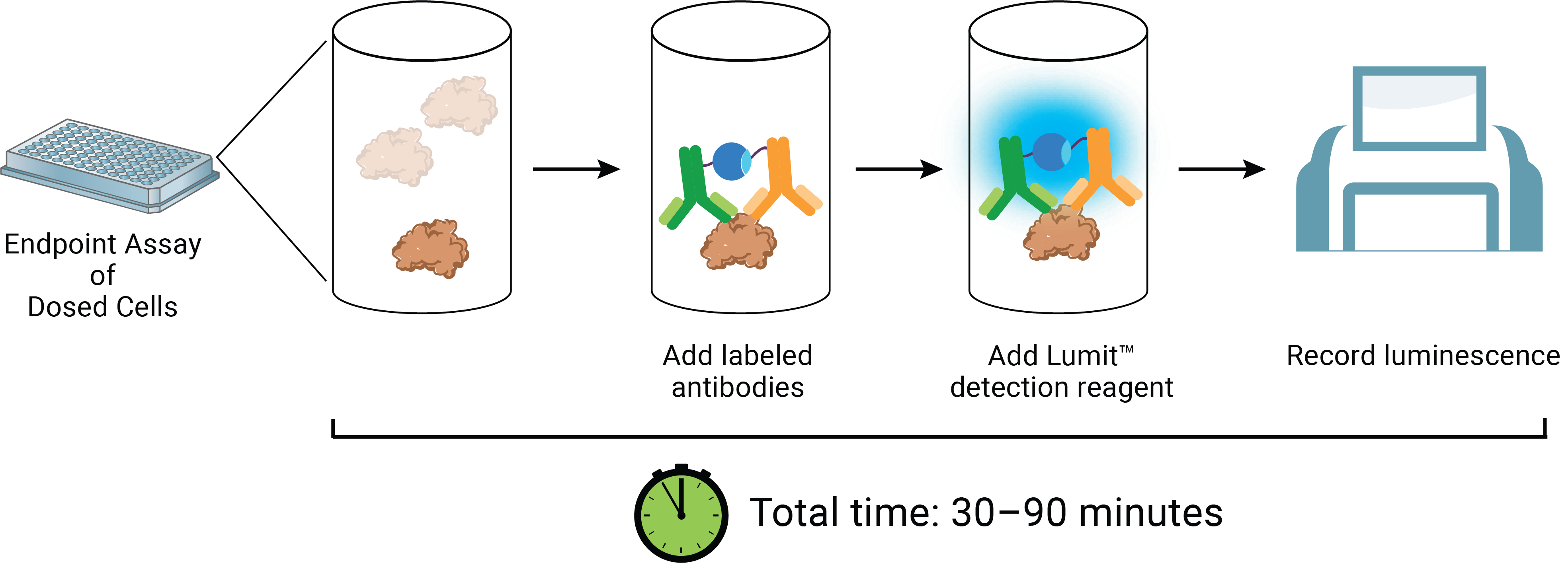 Lumit® Immunoassay Workflow