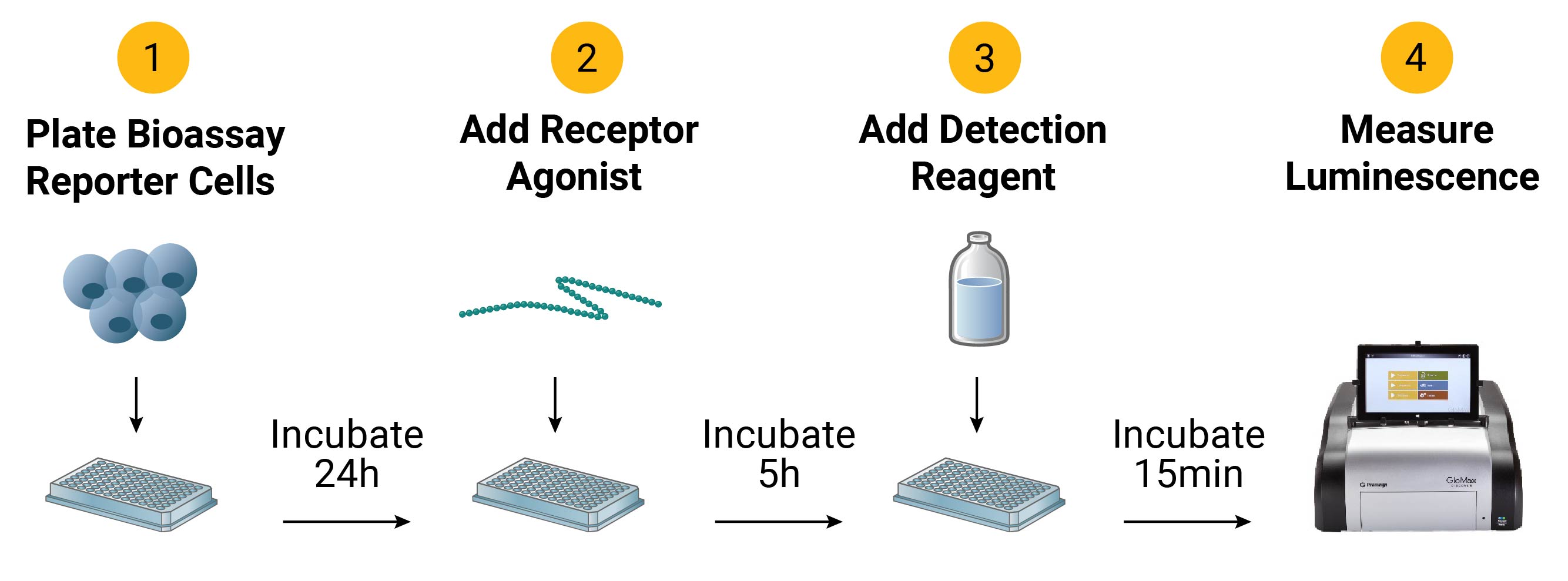 Illustration showing the assay workflow for bioassays for incretin-related biologics.