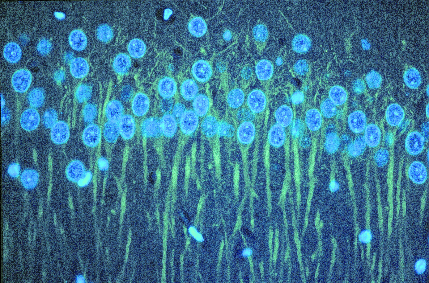 2137CA03_8A